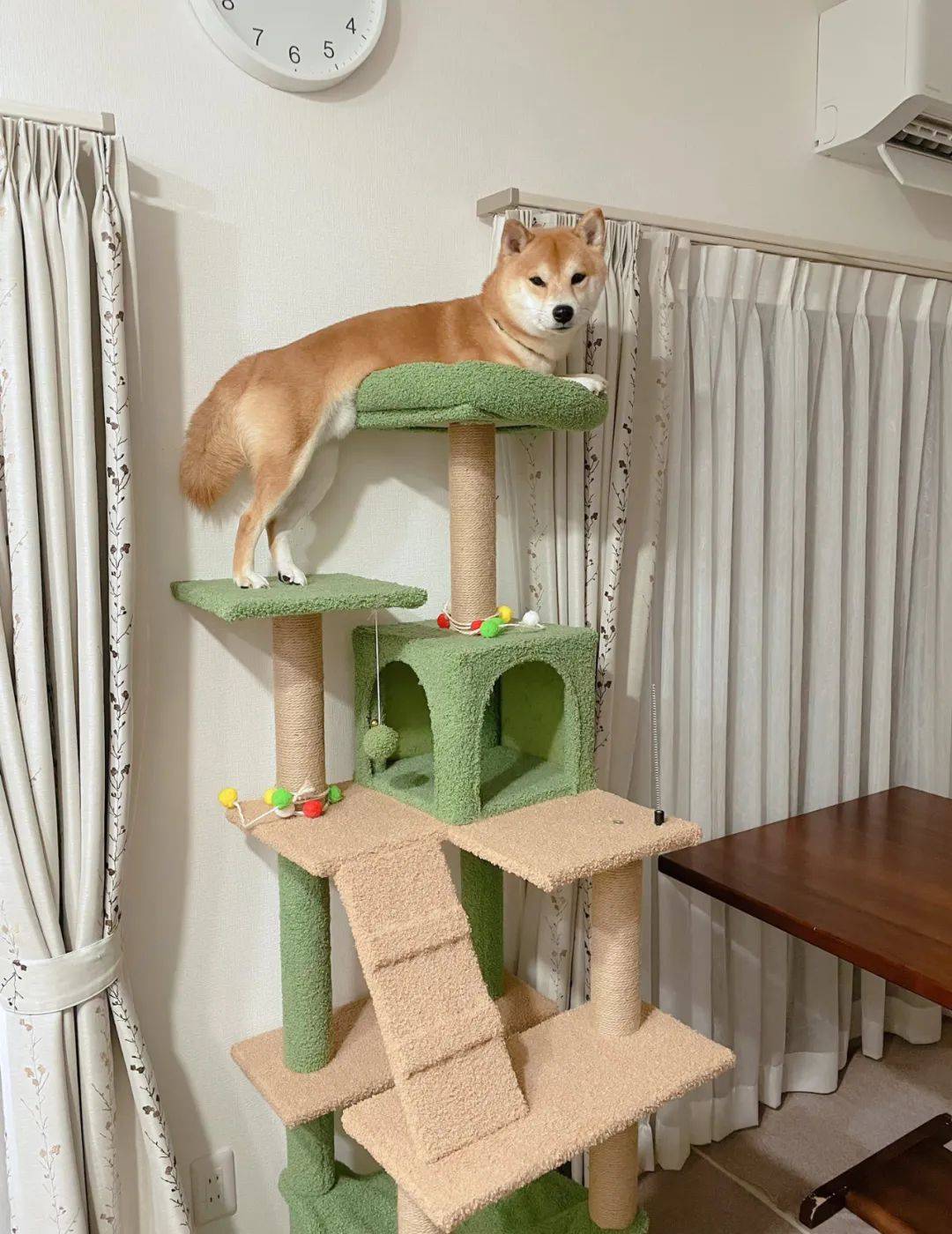 半夜聽到柴犬在哭<strong></p>
<p>爬架
</strong>，過去一看發現它在貓爬架頂端凹造型...:爬架
