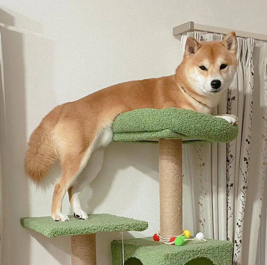半夜聽到柴犬在哭<strong></p>
<p>爬架
</strong>，過去一看發現它在貓爬架頂端凹造型...:爬架
