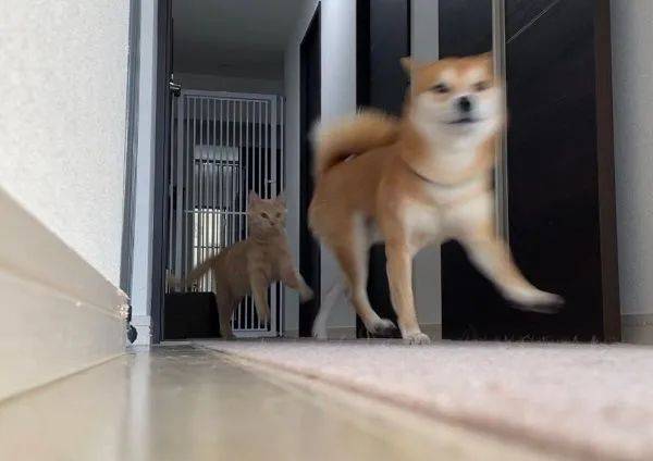 半夜聽到柴犬在哭<strong></p>
<p>爬架
</strong>，過去一看發現它在貓爬架頂端凹造型...:爬架
