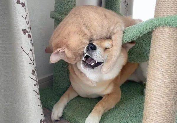 半夜聽到柴犬在哭<strong></p>
<p>爬架
</strong>，過去一看發現它在貓爬架頂端凹造型...:爬架
